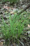 Thorne's sedge